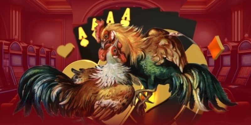 Đá Gà C1: Phân Tích Chiến Lược Và Sai Lầm Thực Chiến