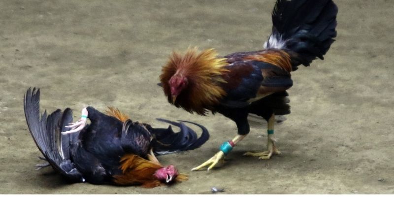 Các bước lựa chọn kê trong đá gà campuchia