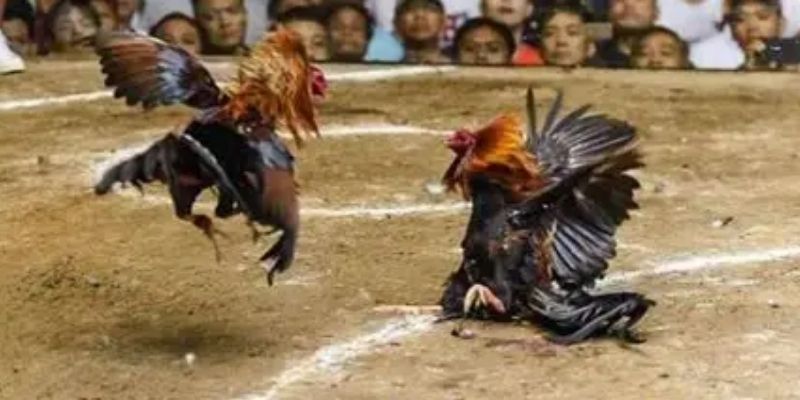 Đá Gà Campuchia: Chiến Thuật Cá Cược Chiến Kê Tại Sin88