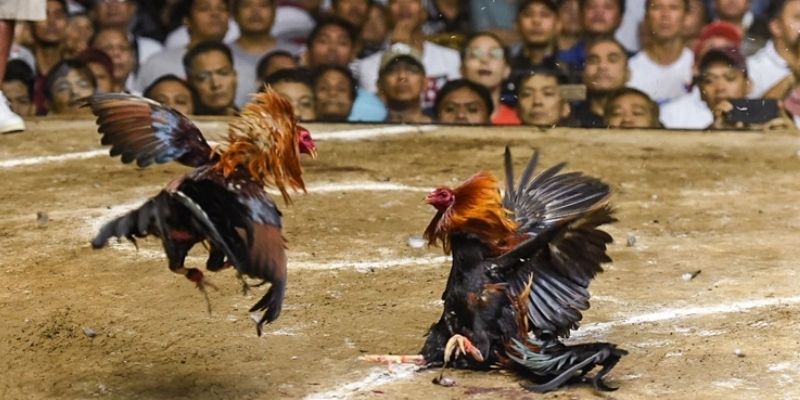 Loại hình đa dạng tại Sin88 mọi người nên biết
