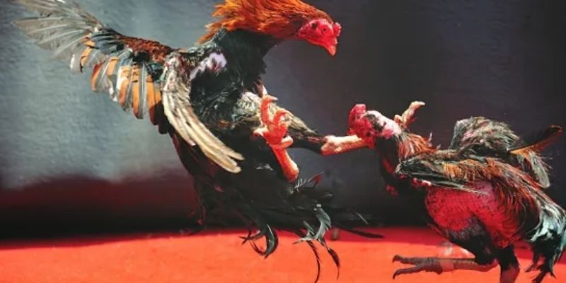 Tổng quan chung về đá gà Sin88