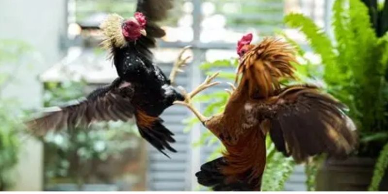 Các phương thức chơi đá gà thomo
