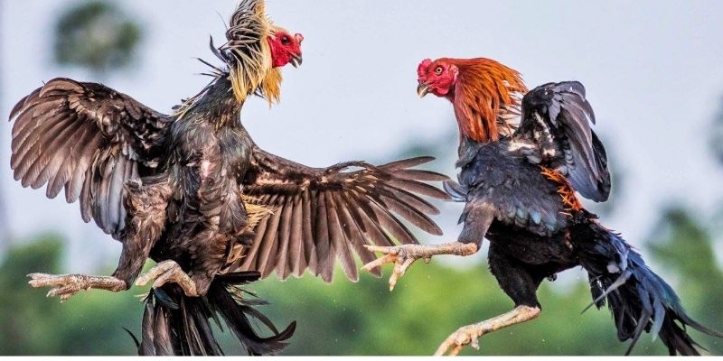 Kinh nghiệm lựa chọn đá gà thomo