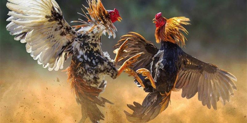 Đá gà tre sở hữu tốc độ ra đòn cực nhanh trên sân đấu