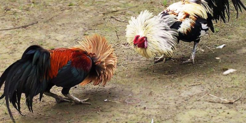 Đá Gà Tre: Chiến Lược Tối Ưu Hóa Lợi Nhuận Cho Người Chơi