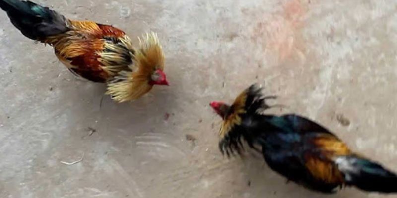 Phân tích kỹ lưỡng các thông số về chiến kê