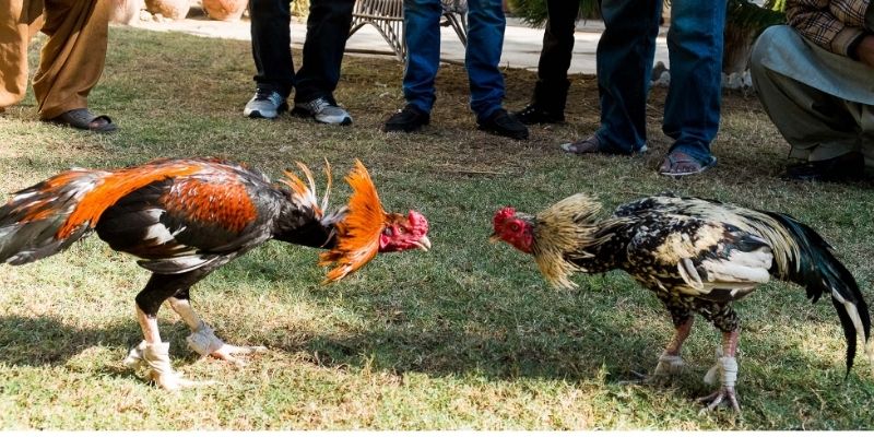 Thế nào là đá gà campuchia?