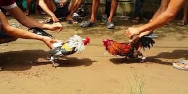 Tránh đặt cược dựa trên cảm xúc cá nhân