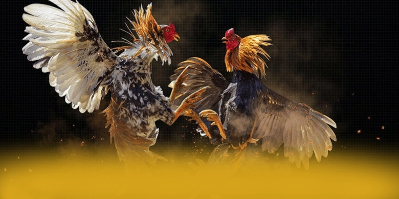 SUNWIN - Cổng game ổn định trên thị trường